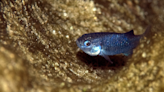 Devils Hole pupfish are clawing their way back from the brink of extinction