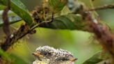 Nacen pájaros brujos en Galápagos, amenazados por la mosca vampiro aviar