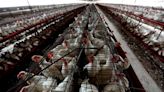 México investiga aún la causa de la muerte de un hombre con gripe aviar H5N2