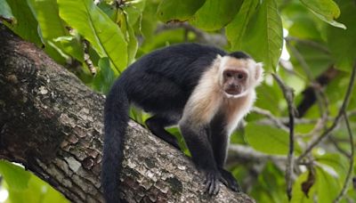 La taille du cerveau des primates ne serait pas liée à leur efficacité dans la recherche de fruits