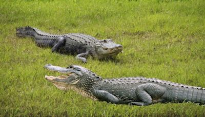 Where the gators are: Florida’s waterways with the most alligators