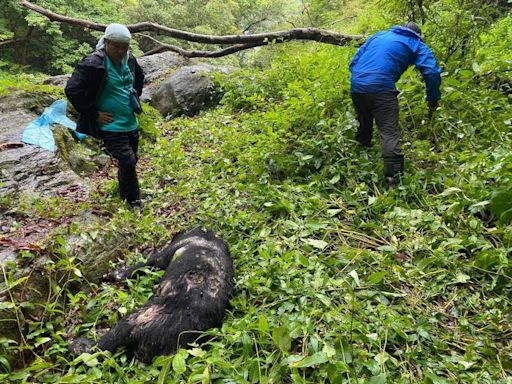 玉山台灣黑熊遭槍殺3年前是研究個體 玉管處：不排除是盜獵