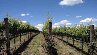 Vinhos de Inverno: conheça o melhor vinho produzido no Brasil com a poda invertida