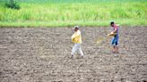 Uneven spread of monsoon rain affects kharif crops in half of rural Telangana