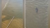 Jaw-dropping clip shows massive 11ft shark circling waters off UK beach