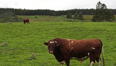 Escocia registra un caso de enfermedad de las vacas locas