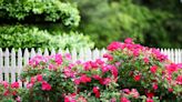 How to Grow and Care for Knock Out Roses—the Easiest Bush to Plant in Your Garden