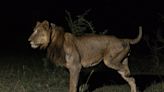 Why a 3-Legged Lion and His Brother Swam Across a Crocodile-Filled River