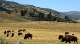 In Yellowstone drama, angry bison threaten a key Western tree