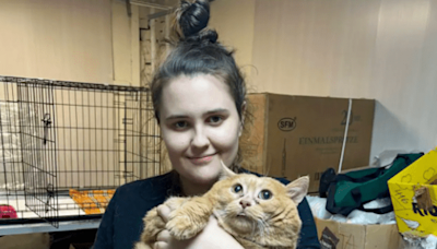 38 Pound Cat Rescued After Being Fed a Diet of Cookies and Soup