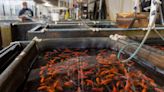 From Indiana to your aquarium: Oldest private fish farm in the U.S. raises goldfish, koi