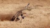 What Olympic runners can learn from cheetahs