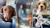 Multiple dogs in Florida 'mysteriously' died under woman's care. She was just charged with animal cruelty.