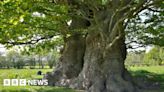 Trees like Clatterbury Oak need protection, says Woodland Trust
