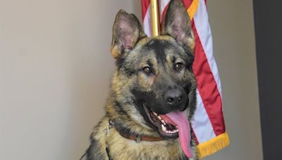 Police K9 dies after being left inside hot car overnight by deputies