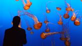 Monterey Bay Aquarium to offer free admission to low-income families