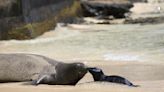 Hawaii reopens popular stretch of Waikiki beach after endangered monk seal pup weans