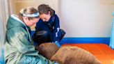 The rescued walrus calf prescribed 24/7 care and cuddles has died after struggling with nutritional deficiencies