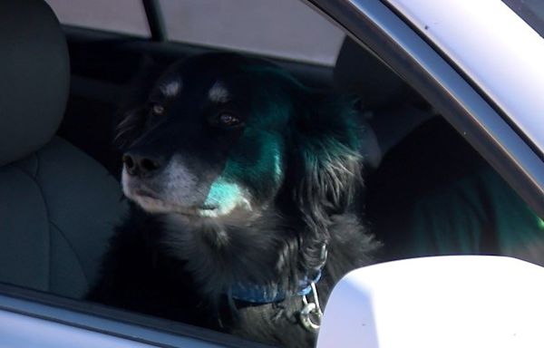 El Paso Animal Services holds drive-thru Pet Wellness Clinic - KVIA