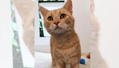 Stray ginger cat looking for forever home after life on the streets