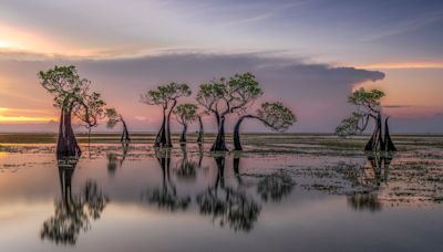 Uh-Oh, the Mangroves Are Rapidly Migrating North