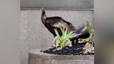 Astoria, el pavo salvaje que recorre las calles de Manhattan