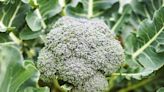 8 Best Broccoli Companion Plants for a Healthier Crop