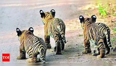 Orphaned Tiger Cubs Prepared for Release into the Wild | Jaipur News - Times of India