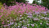 Garden Guru: Awards bloom for Truffula Pink gomphrena — with more to follow