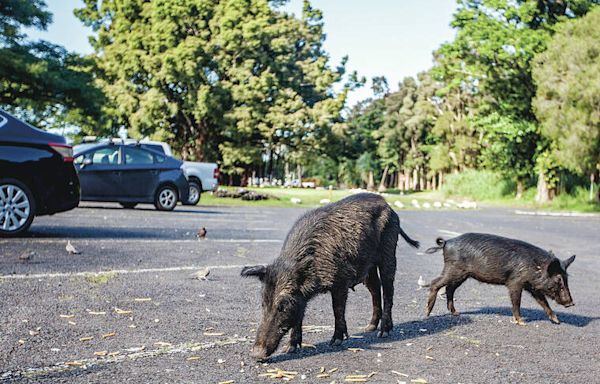 Hawaii island considers new ways to control feral pig population | Honolulu Star-Advertiser