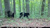 Blue Ridge Parkway closed near Asheville after visitors try to feed, hold black bear