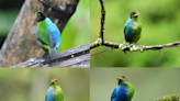 罕見「雌雄同體」綠蜜雀現身哥倫比亞