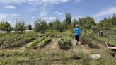 ‘Food should be everywhere’: Orangeville Food Bank brings garden fresh food to the community