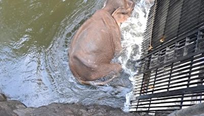 Wild elephant that got stuck in Mullaperiyar dam canal in Thekkady rescued