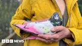 Stop using birds for gender reveals, charity says