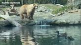 Bear devours ducklings during kid's birthday party at Seattle zoo | VIDEO