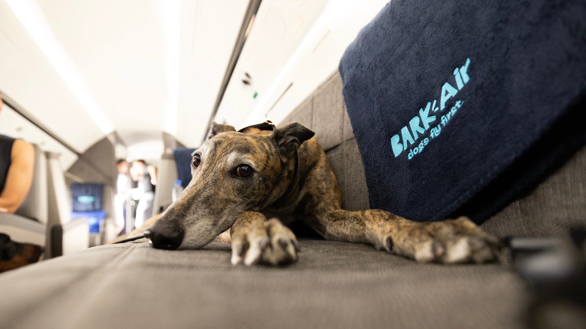 BARK Air, world's first airline for dogs, flies out of Westchester County Airport