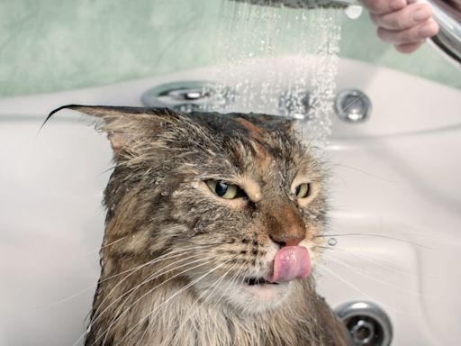 Maine Coon Cat Who Loves Being Pampered in the Shower Is a Total Spa King