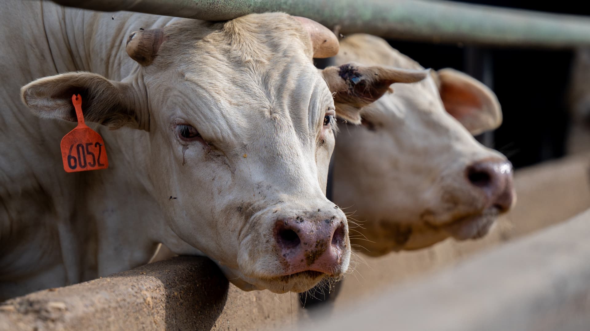 Here's how U.S. health officials are responding to bird flu in humans after second case