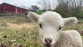 Meet some sheep, buy some yarn: Everything you need to know about the Kentucky Fiber Trail