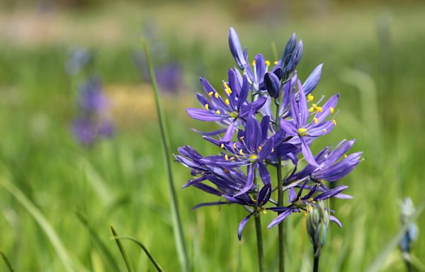 Selective Indigenous camas cultivation goes back 3,500 years, OSU study finds