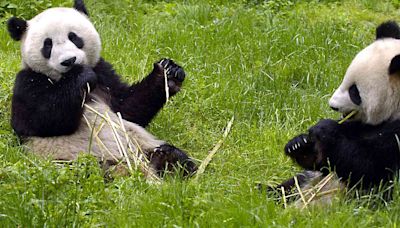 Escoltados como estrellas: la nueva pareja de osos panda llega al Zoo de Madrid procedente de China