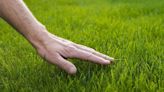 'Miracle' kitchen scrap helps grass grow greener, thicker and stronger