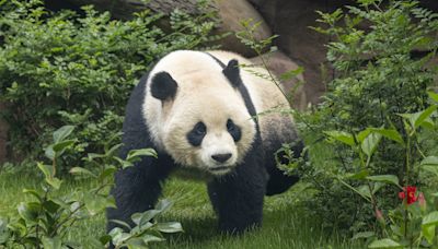 Giant pandas make "historic" US debut at San Diego zoo