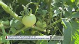 Hawkins farmer talks abundance of green tomatoes after heavy rainfall