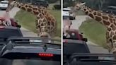 Video: una familia le dio de comer a una jirafa en un safari y el animal casi se lleva a una nena | Mundo