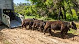 Llegan las vacas bomberas a los bosques de Navarra para pastar montes y prevenir posibles incendios