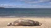 Seal washes up in Oak Bluffs - The Martha's Vineyard Times
