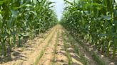 Drill-interseeded cover crops in V3 corn reap benefits