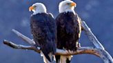 New U.S. Permit Proposal Aims To Address Eagle Deaths As Renewable Energy Expands